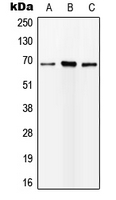1 - Anti-ALS Antibody AP51890