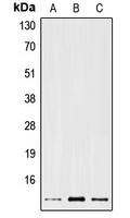 1 - Anti-PS2 Antibody AP51891