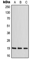 1 - Anti-ZNF9 Antibody AP51892