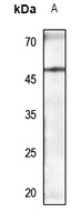 1 - Anti-TAZ Antibody AP51893