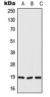 1 - Anti-DUX5 Antibody AP51896