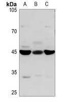 1 - Anti-STAP2 Antibody AP51897