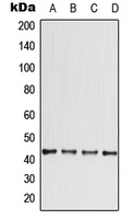 1 - Anti-CCBE1 Antibody AP51899