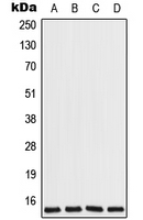 1 - Anti-COX7A2L Antibody AP51900