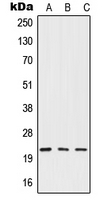 1 - Anti-IFN beta Antibody AP51902