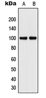 1 - Anti-CD106 Antibody AP51910