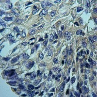 19 - Anti-Cytochrome P450 2D6 Antibody AP51914
