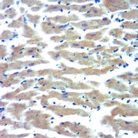 19 - Anti-Cytochrome P450 3A7 Antibody AP51915
