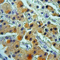 19 - Anti-Cytochrome P450 2D6 Antibody AP51916