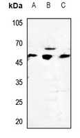 1 - Anti-Cytochrome P450 2D6 Antibody AP51916