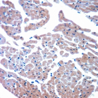 19 - Anti-Cytochrome P450 8B1 Antibody AP51917