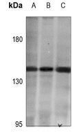 1 - Anti-HIPK2 Antibody AP51919