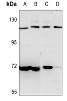 1 - Anti-PKN1 Antibody AP51920
