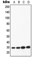 1 - Anti-Apolipoprotein A1 Antibody AP51923