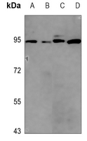 1 - Anti-Apolipoprotein E Receptor 2 Antibody AP51925