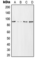 1 - Anti-CD168 Antibody AP51928
