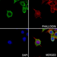 3 - Anti-CD205 Antibody AP51929
