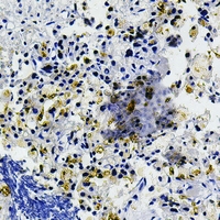 19 - Anti-CD205 Antibody AP51929