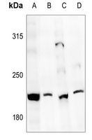 1 - Anti-CD205 Antibody AP51929