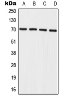 1 - Anti-IL-27RA Antibody AP51930