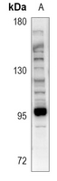 1 - Anti-Microcephalin Antibody AP51933