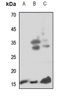 1 - Anti-Midkine Antibody AP51934