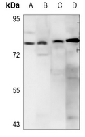 1 - Anti-CD156c Antibody AP51935