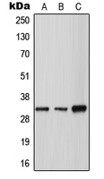 1 - Anti-Tryptase gamma Antibody AP51938