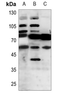 1 - Anti-RTN4R Antibody AP51939