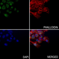3 - Anti-5-HT2A Antibody AP51940