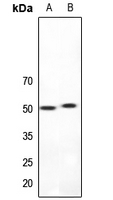1 - Anti-5-HT2A Antibody AP51940