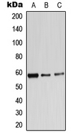 1 - Anti-Alpha-1B Adrenergic Receptor Antibody AP51942