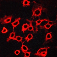 3 - Anti-CCRL2 Antibody AP51943