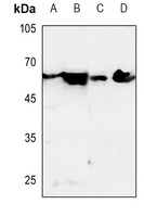 1 - Anti-Dopamine Receptor D1 Antibody AP51944