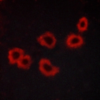 3 - Anti-GPR176 Antibody AP51946