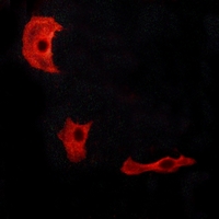 3 - Anti-GPR17 Antibody AP51947