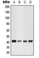 1 - Anti-GPR17 Antibody AP51947