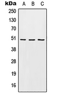 1 - Anti-EDG6 Antibody AP51948