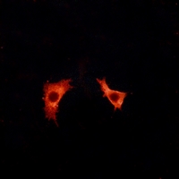 3 - Anti-GPR41 Antibody AP51949