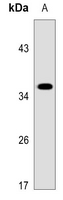 1 - Anti-GPR41 Antibody AP51949