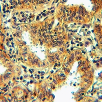 19 - Anti-FPR1 Antibody AP51950