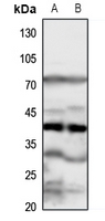 1 - Anti-FPR1 Antibody AP51950