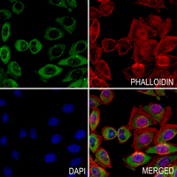 3 - Anti-GPR125 Antibody AP51952