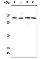 1 - Anti-GPR125 Antibody AP51952