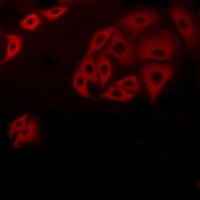 3 - Anti-GPR171 Antibody AP51953