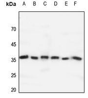 1 - Anti-GPR171 Antibody AP51953