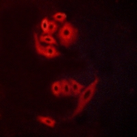 3 - Anti-GPR12 Antibody AP51955