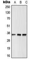 1 - Anti-GPR12 Antibody AP51955
