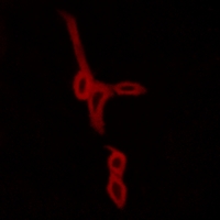 3 - Anti-GPR15 Antibody AP51956