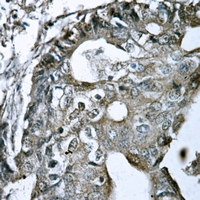 19 - Anti-GPR15 Antibody AP51956